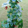 Artificial Money Plant with Cherry Natural Looking Indoor Plant - 5 Feet/Home - Image 2