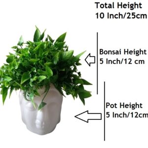 Kaykon Artificial Bonsai Plant with Pot – Green – 10 Inch/25 cm