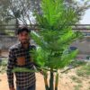 6 feet big artificial areca palm tree
