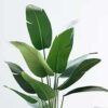 KAYKON Large Imported Artificial Banana Plant Birds of Paradise Plant Without Pot for Luxury Home Office Hotel Decor - 1.8 M/6 Feet - Image 2