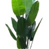 KAYKON Large Imported Artificial Banana Plant Birds of Paradise Plant Without Pot for Luxury Home Office Hotel Decor - 1.8 M/6 Feet - Image 3