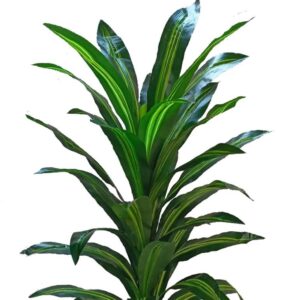 Kaykon 5 Feet Artificial Dracaena Plant Tree Without Vase For Home Decor Hotel Decor and Housewarming Gift