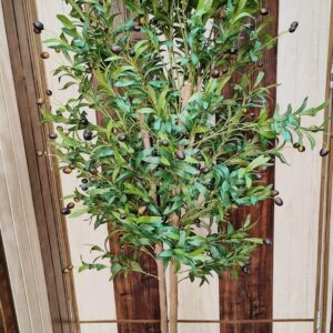 KAYKON 6 Feet Imported Artificial Olive Plant With Real Wooden Trunk Without Vase –Premium Collection